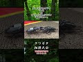 レギウスオオツヤクワガタ レグ vs スラウェシヒラタクワガタ 駿河バスター