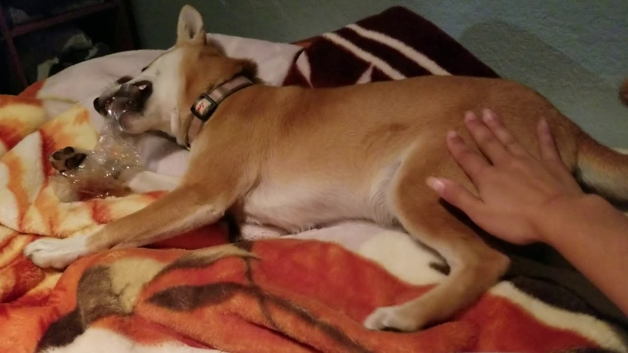 Ren the shiba and her empty water bottle.