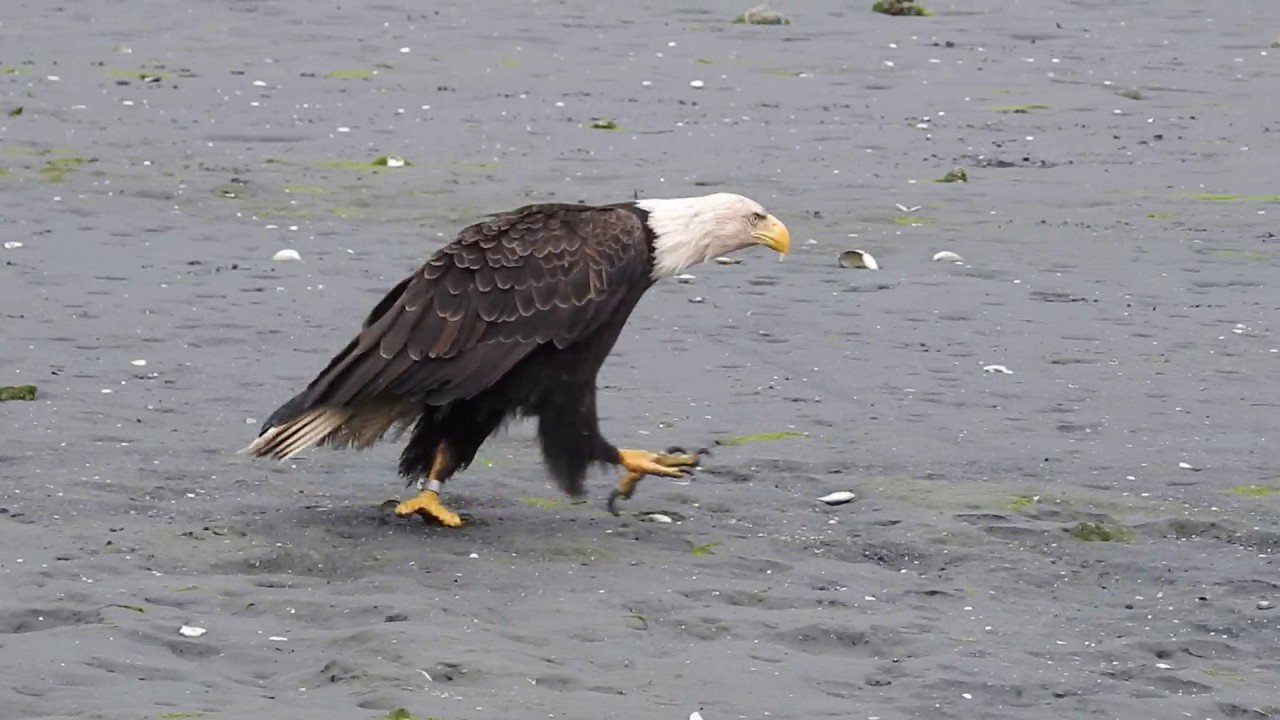 Walking Bald Eagle in Auke Bay, Juneau YouTube
