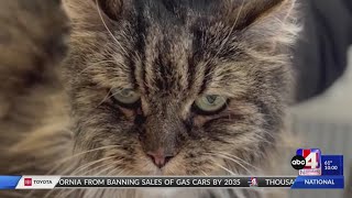‘A miracle’: Senior cat survives nearly 400-foot fall in Bryce Canyon