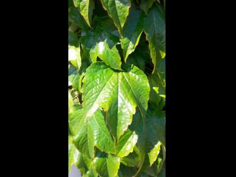 Vidéo: Culture de l'Aegopodium Bishop's Weed : Conseils pour l'entretien de la neige en montagne