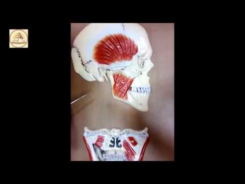 საღეჭი კუნთები / სდასუ