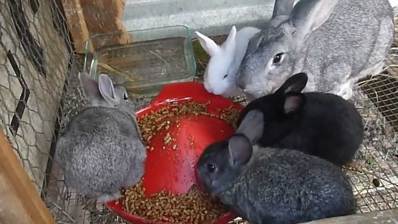 Baby Bunny Rabbits Eating Carrot Greens Harvesting Container Garden Carrots YouTube