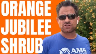 Check Out These Orange Jubilee Plants in Phoenix!