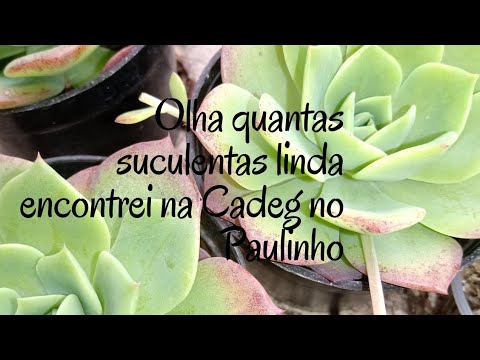 OLHA QUANTA SUCULENTA LEGAL ENCONTREI NO PAULINHO NA CADEG 18/11/2021 -  thptnganamst.edu.vn