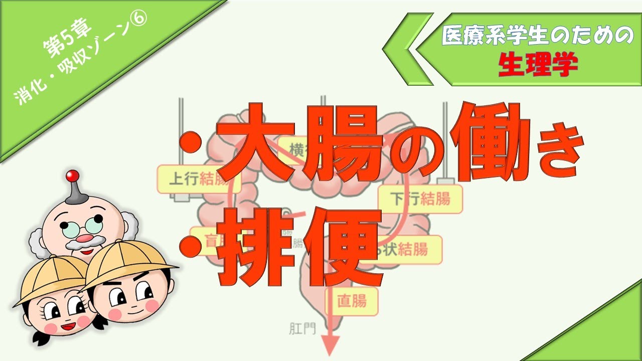 生理学　消化・吸収ゾーン⑥　「大腸の働き」「排便」