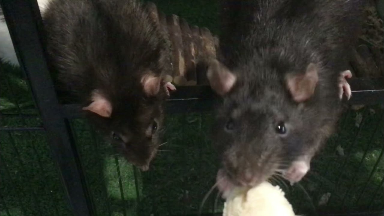 Rats scoff down banana read description YouTube