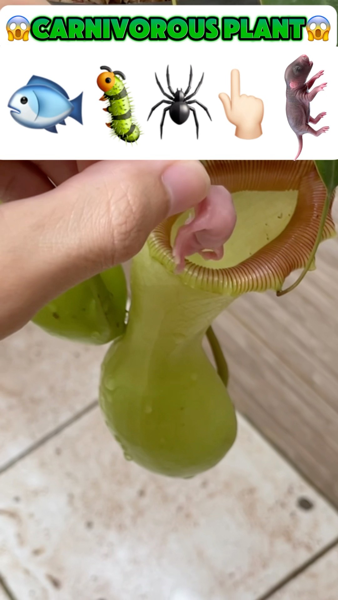 Quais coisas a planta carnívora vai digerir?!? #shorts #challenge