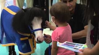 Miniature Horse Spreads 'Magic' at Kentucky Children's Hospital