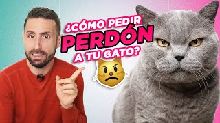 Cómo PEDIRLE PERDÓN A TU GATO cuando haces algo que no le gusta 😾🙏🏼 by Mascotas y Familias Felices 26,610 views 1 month ago 11 minutes, 6 seconds