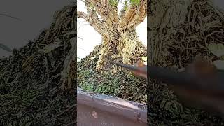ดูแลกระถาง บอนไซ บ็อกซ์วูด bonsai bonsaiart gardener