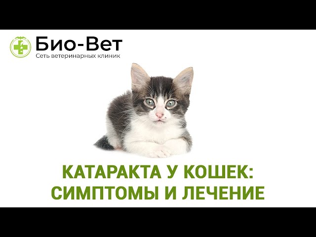 Катаракта у кота