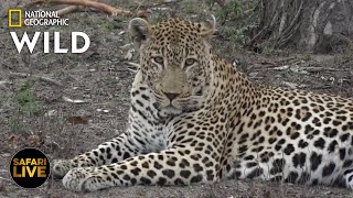 Safari Live - Day 268 | Nat Geo Wild