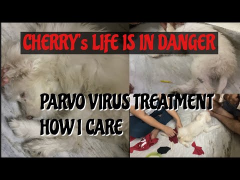 Video: Doctor Coates: Walang Dahilan Sa Panic Over New Dog Virus