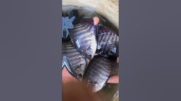 trại cá giống Khánh Hòa cung cấp đầy đủ các loại cá giống nước ngọt LH 0372076731 gặp Sơn tư vấn ạ