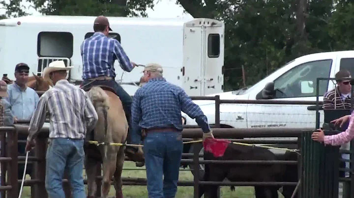 Wilbur (Travis Mcintyer Roping 3)