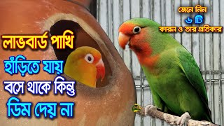 লাভবার্ড পাখি হাড়িতে যায় বসে থাকে কিন্তু ডিম দেয় না। কারনএবংসমাধান।লাভবার্ড পাখির ডিম পাড়ার লক্ষণ