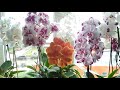 Температура, влажность, освещение у моих орхидей 🍀🌸🌿(25.09.2020)