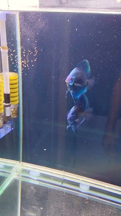 Hikari Discus Bio Gold Feeding #discusfish #aquarium