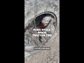 WATCH: The Unbelievable Moment Rescue Workers Free a Pony Trapped Inside a Tractor Tire