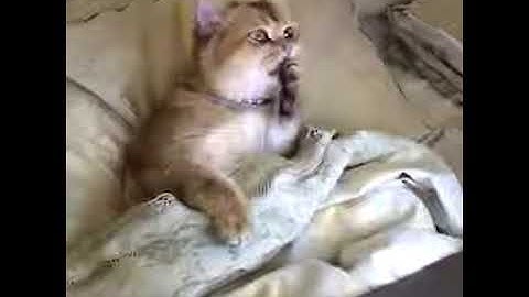 Hilarious Cat Viral Videos |Funny Babies and Pets
