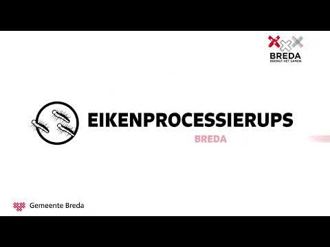 Eikenprocessierups