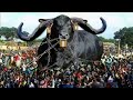 Download Lagu 80 கோடி மதிப்புள்ள இந்த எருமை மாடு உலகின் மிகப்பெரிய மாடு |Biggest bulls in the world | TamilWonders
