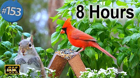 TV for Cats 😻 8 Hours of Birds 🐦 and Squirrels 🐿Cat TV for Cats to Watch 😺 Unlimited Birds 4K