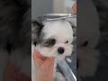 スヌーピーになっちゃった！/Transforming into Snoopy! #shorts