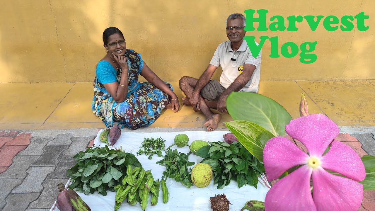 🫛சூரியநமஸ்காரமும், Green அறுவடையும் | Harvest Vlogs 