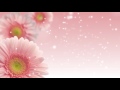 Видео фон для сайта   Розовые цветы