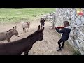 She plays the violin "O Sole Mio" in harmony with donkeys