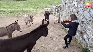 She plays the violin 'O Sole Mio' in harmony with donkeys