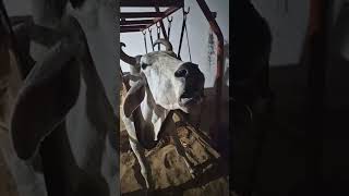 Jitu Revolutionary Farmer is live