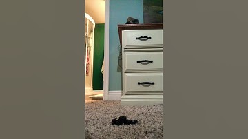 Thumbnail of Instant regret 💀 #phonk #music #song #freesub #automobile #hotwheels #like