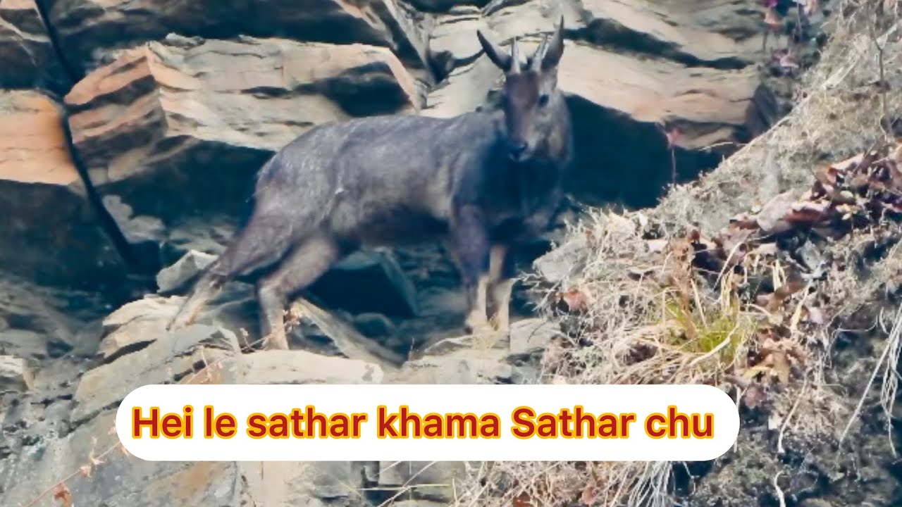 Sathâr ram tla lai @ Zote (Champhai) sathâr kham (4.03.2026)