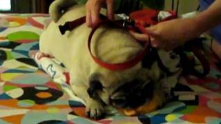 Pug Buck Growls At Owner Cindy