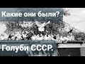 Какими были, какими стали Бакинские Голуби СССР?What were, what were the Baku Pigeons of the USSR?