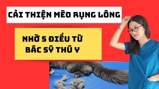 Tôi đã cải thiện việc rụng lông mèo nhiều nhờ biết được 5 điều này từ các Bác Sỹ Thú Y