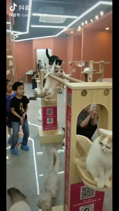 かわいい猫集