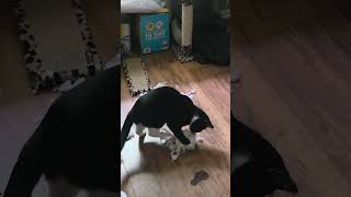 that's very rude sir #cat #mess #viral  #cute