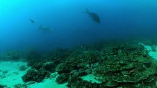Caño and Cocos Island underwater: hammerhead shark 2 (360 video)