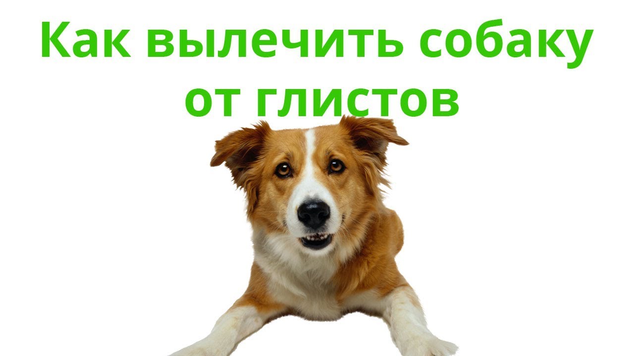 Как вылечить собаку от глистов. Ветеринарная клиника Био-Вет.