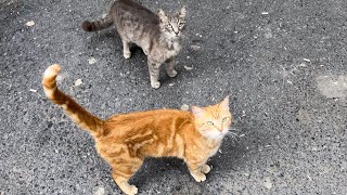 feeding street cats youtube，hungry street cat looking for food，woman feeding cats on the street