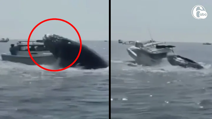 Whale lands on fishing boat near Massachusetts - DayDayNews