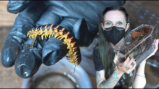 CYANIDE Producing Millipedes! a BIG toad & new gecko.. Saint Louis Reptile Show