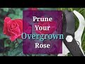 Prune Overgrown Roses