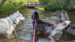 The Dogs Found a RIVER To Swim In!
