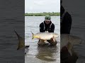 Бойовий трофейний короп ) #shorts #trophy #carpfishing #карпфішинг #carp #прилбичі