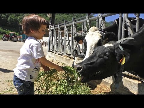 Vacas lecheras granja / Niños dando de comer / Actividades para niños / Granjas de vacas
